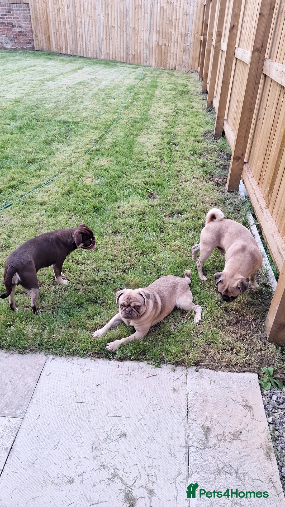 Pug dogs for stud: KC Lilac fawn pug for stud in Cockermouth - Advert 8