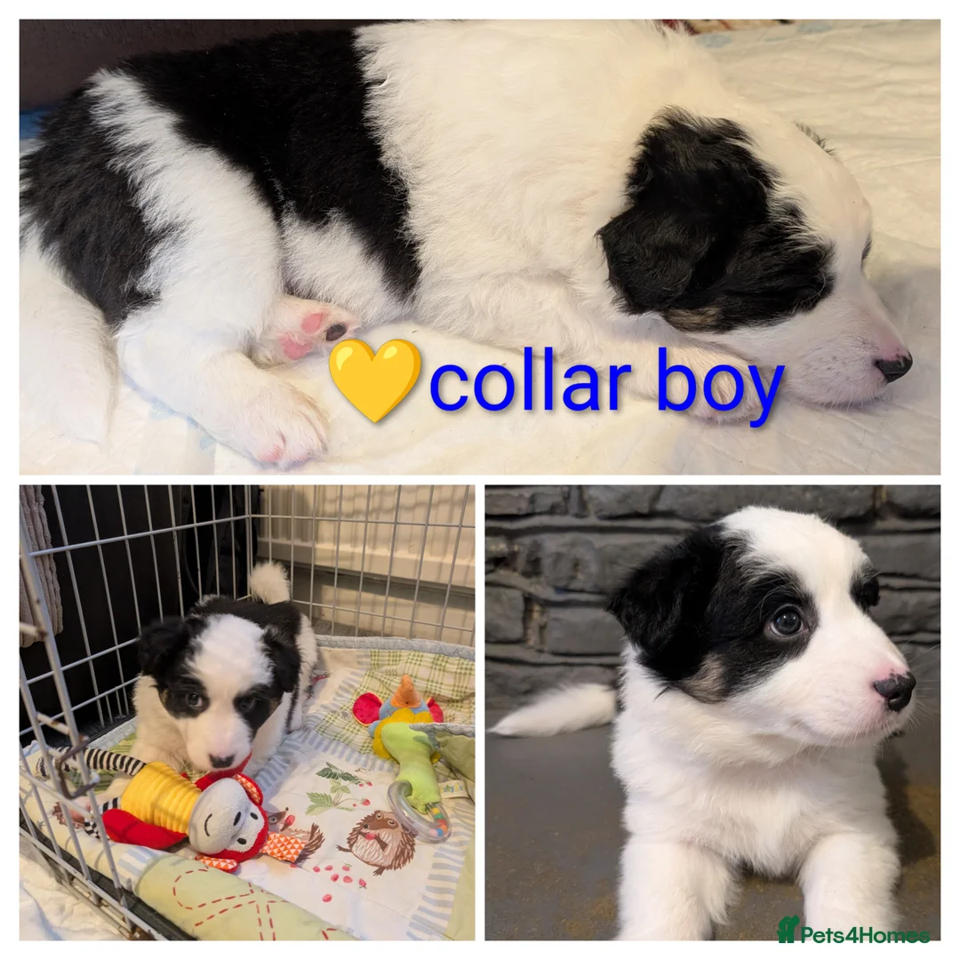 Australian Shepherd dogs for sale: Australian shepherd puppies  - Advert 7