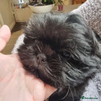 Shih Tzu dogs Dob 3/09/25 Kc 10 weeks old very tiny babies boys - Advert 5