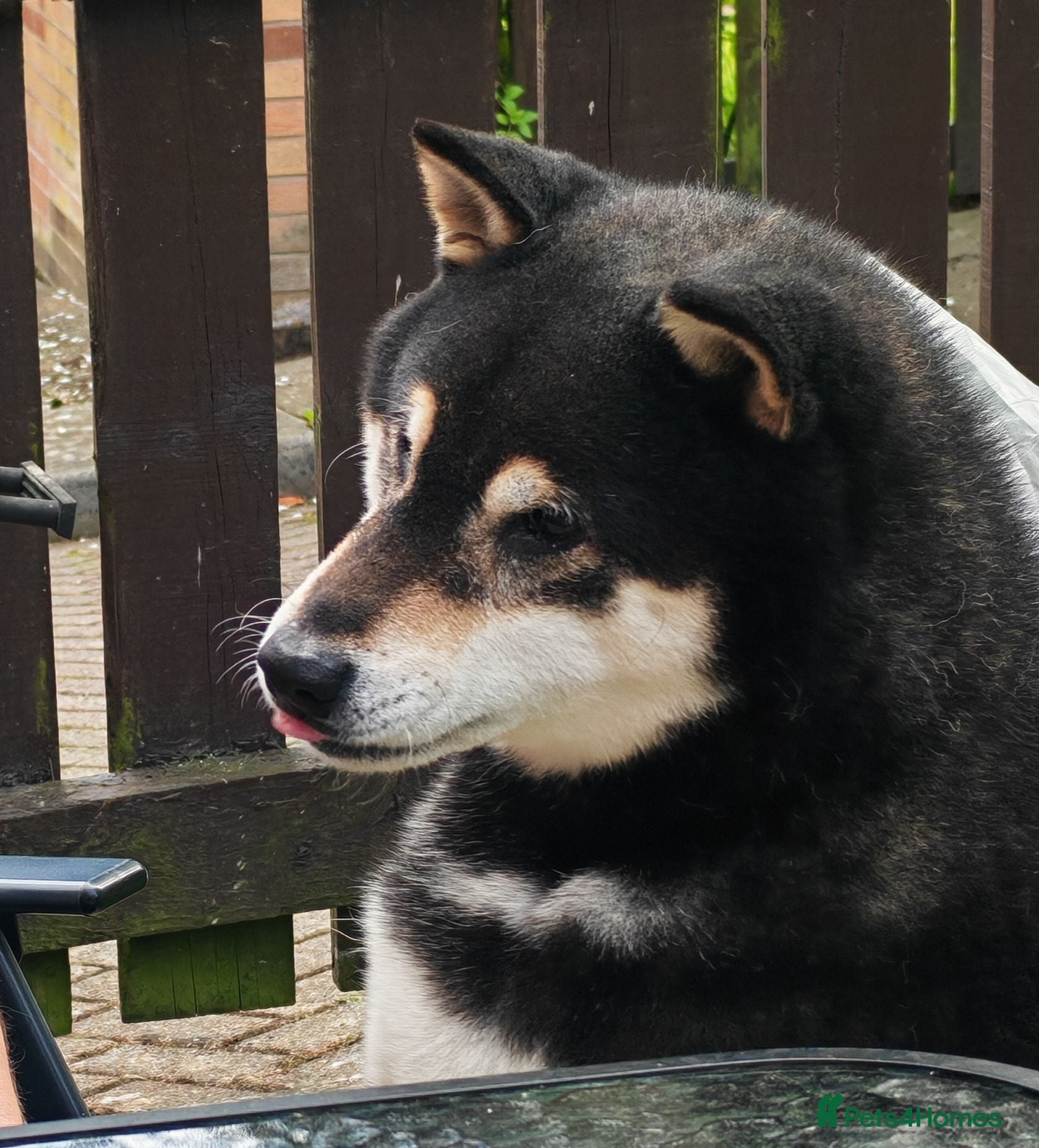 Japanese Shiba Inu dogs KC registered adult shiba  - Advert 2