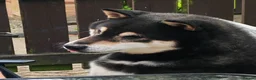 Japanese Shiba Inu dogs for sale: KC registered adult shiba  - Advert 1