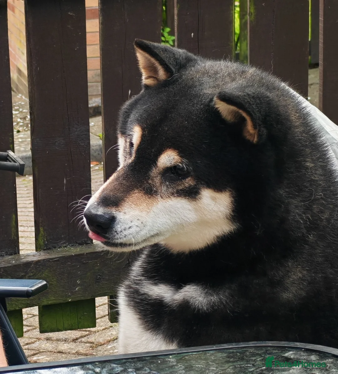 Japanese Shiba Inu dogs for sale: KC registered adult shiba  - Advert 1