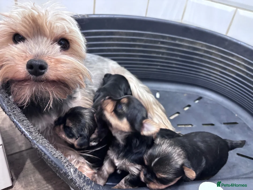 Yorkshire Terrier dogs for sale: Puree Yorkshire Terriers in Tewkesbury - Advert 2
