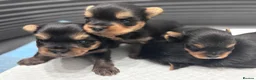 Yorkshire Terrier dogs for sale: Yorkshire Terrier Puppies  - Advert 2