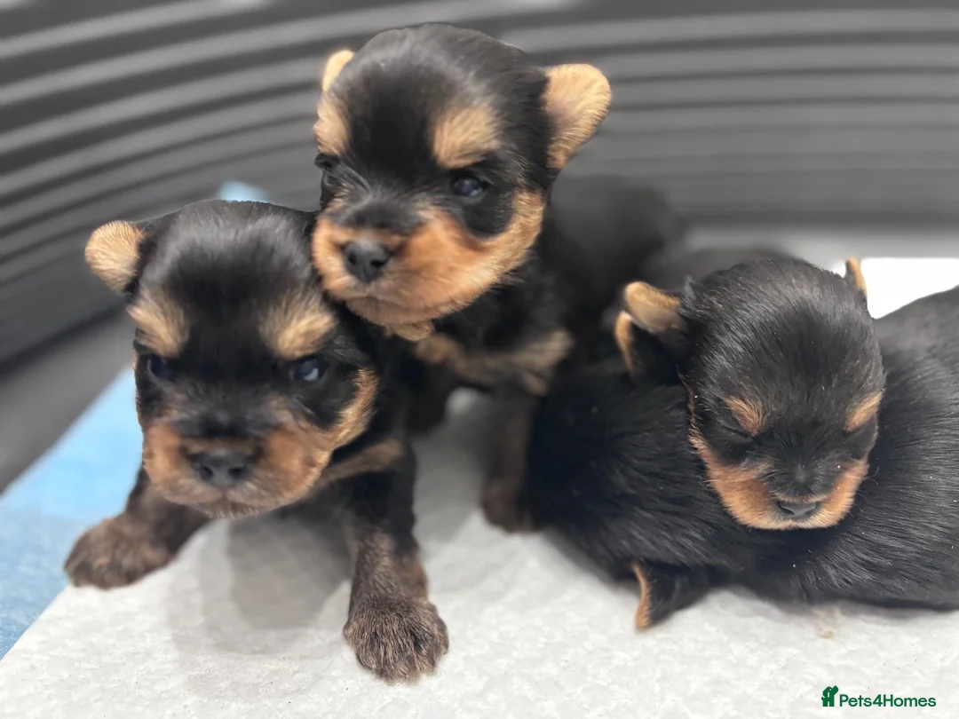 Yorkshire Terrier dogs for sale: Yorkshire Terrier Puppies  - Advert 2