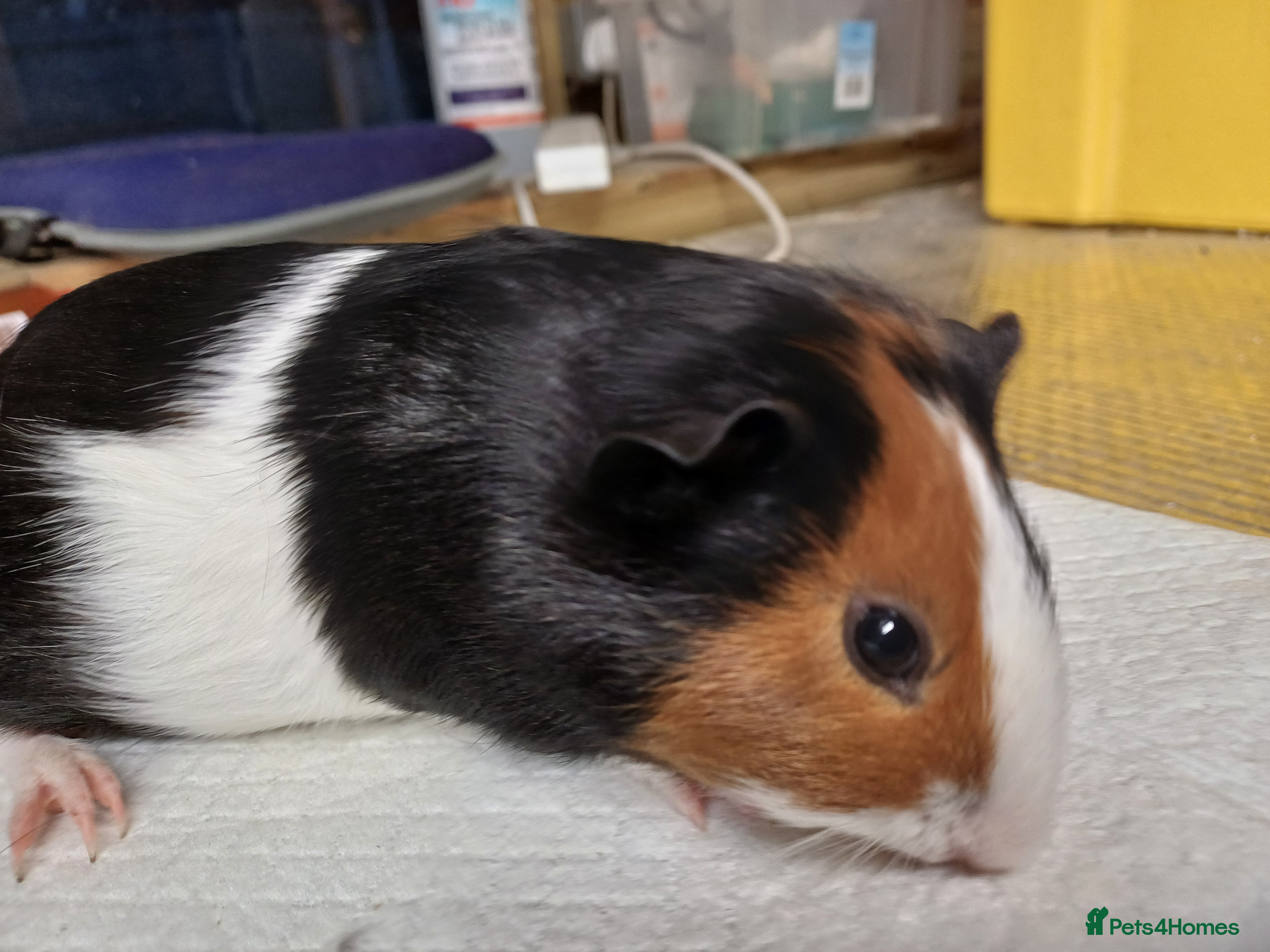 Guinea Pig rodents Female baby guinea pigs - Advert 4