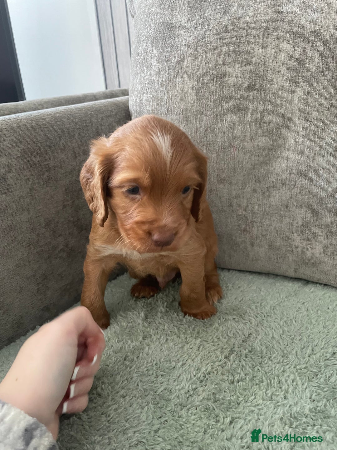 Cocker Spaniel dogs for sale: KC registered cocker spaniels  - Advert 8