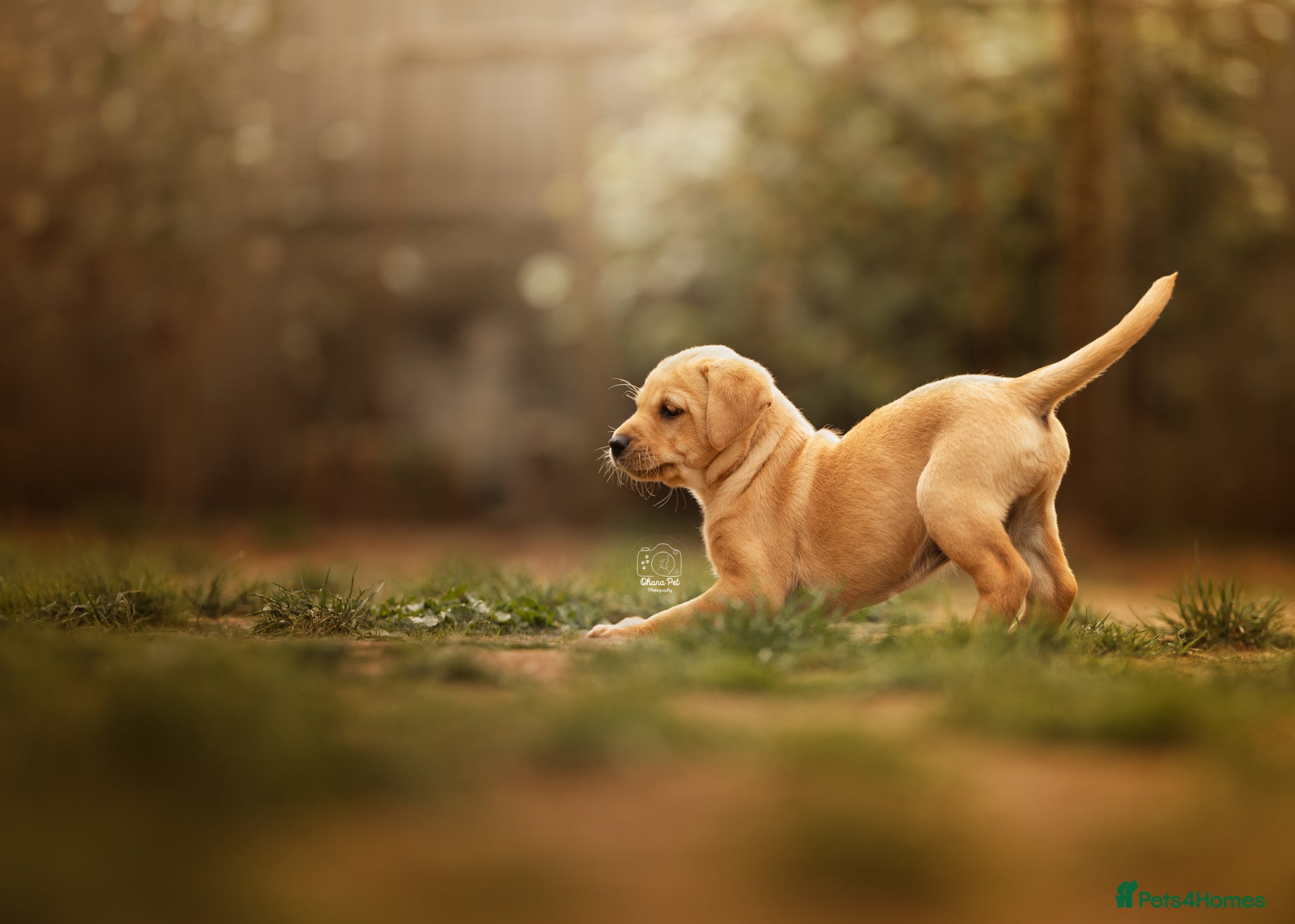 Labrador Retriever dogs KC registered Working Line Yellow Labrador Puppies - Advert 6