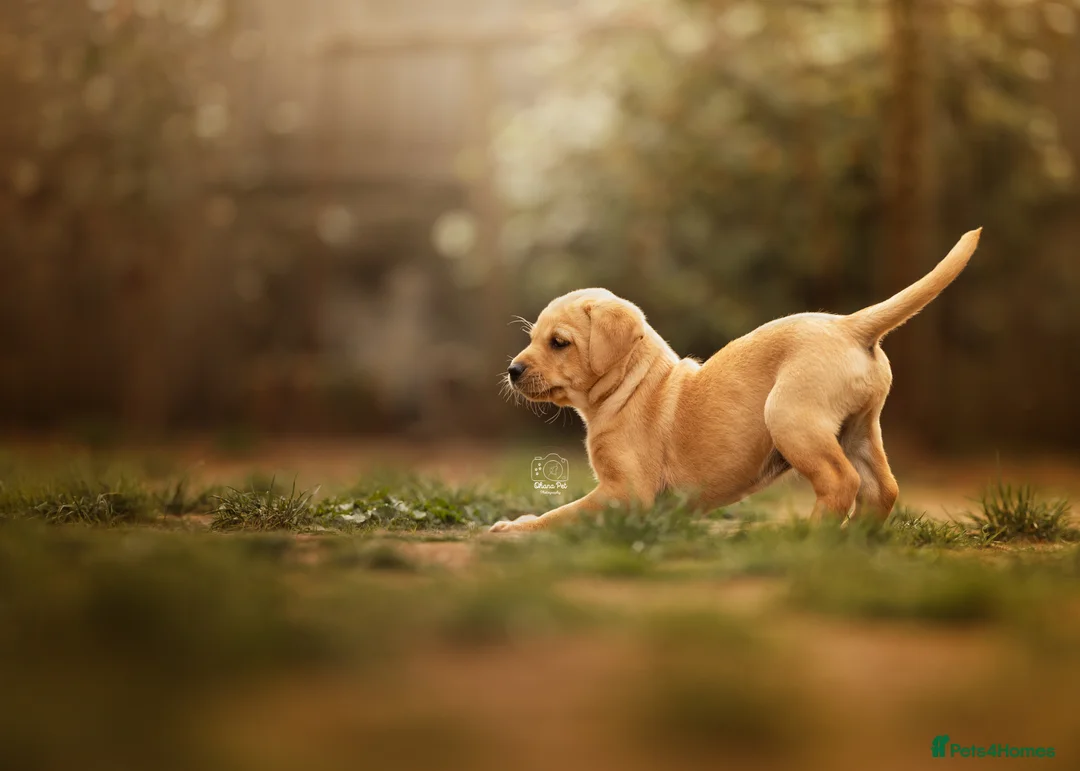 Labrador Retriever dogs for sale: KC registered Working Line Yellow Labrador Puppies in King's Lynn - Advert 1