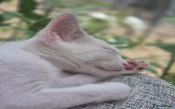 Mixed Breed cats for sale: Adorable Pedigree kitten - GCCF - REDUCED PRICE - Image 10