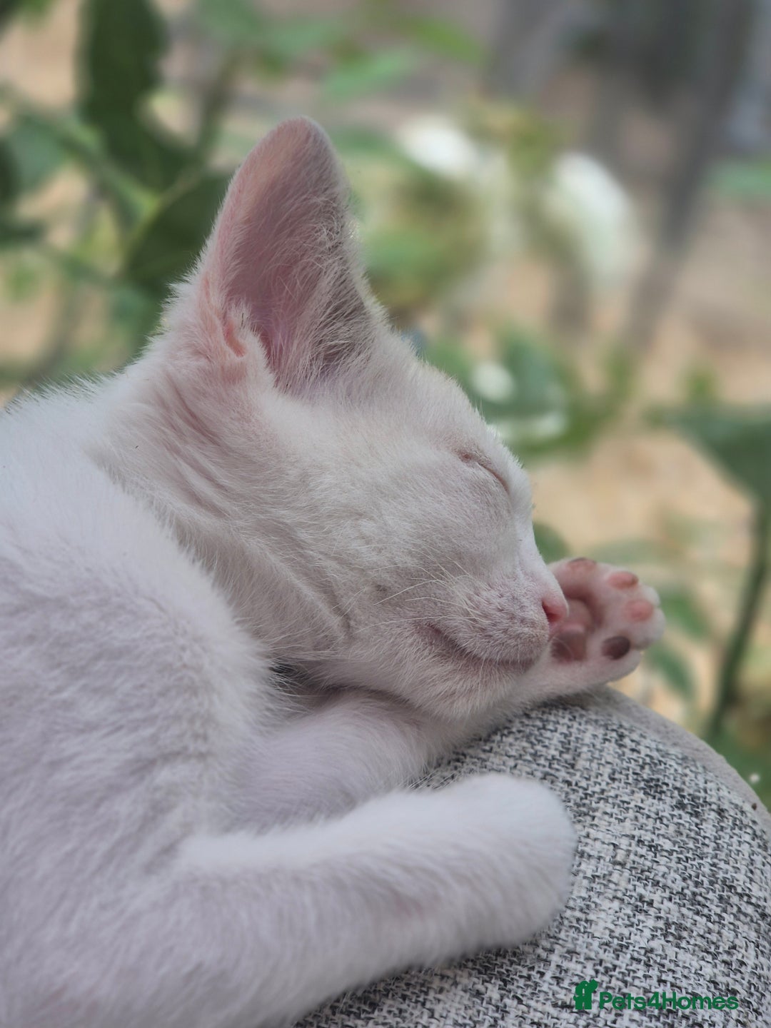 Mixed Breed cats for sale: Adorable Pedigree kitten - GCCF - REDUCED PRICE - Image 10