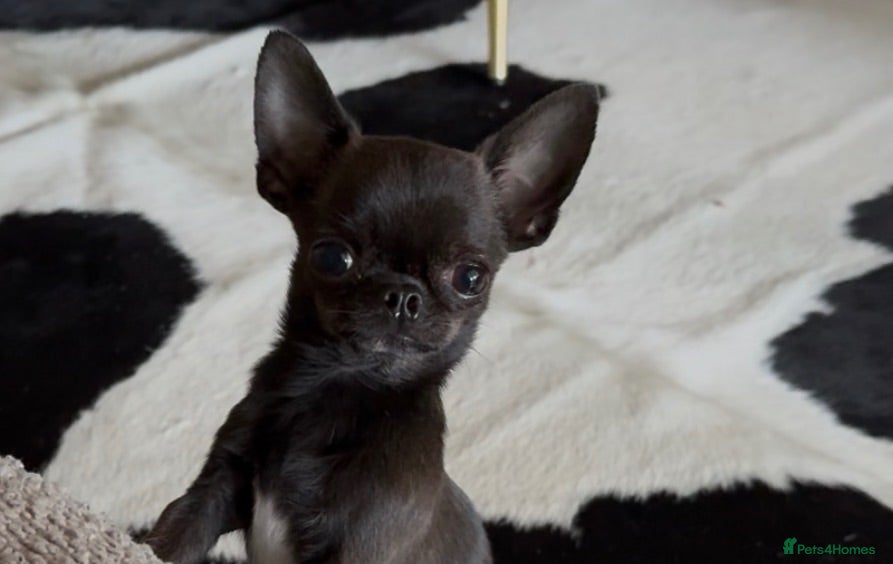 Chihuahua dogs Super tiny male Chi  - Advert 7