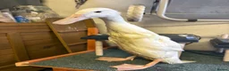 Ducks poultry for sale: Three Indian Runner Ducks  - Advert 1