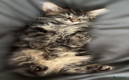 Maine Coon cats for sale: Small female maine coon cross - Advert 4