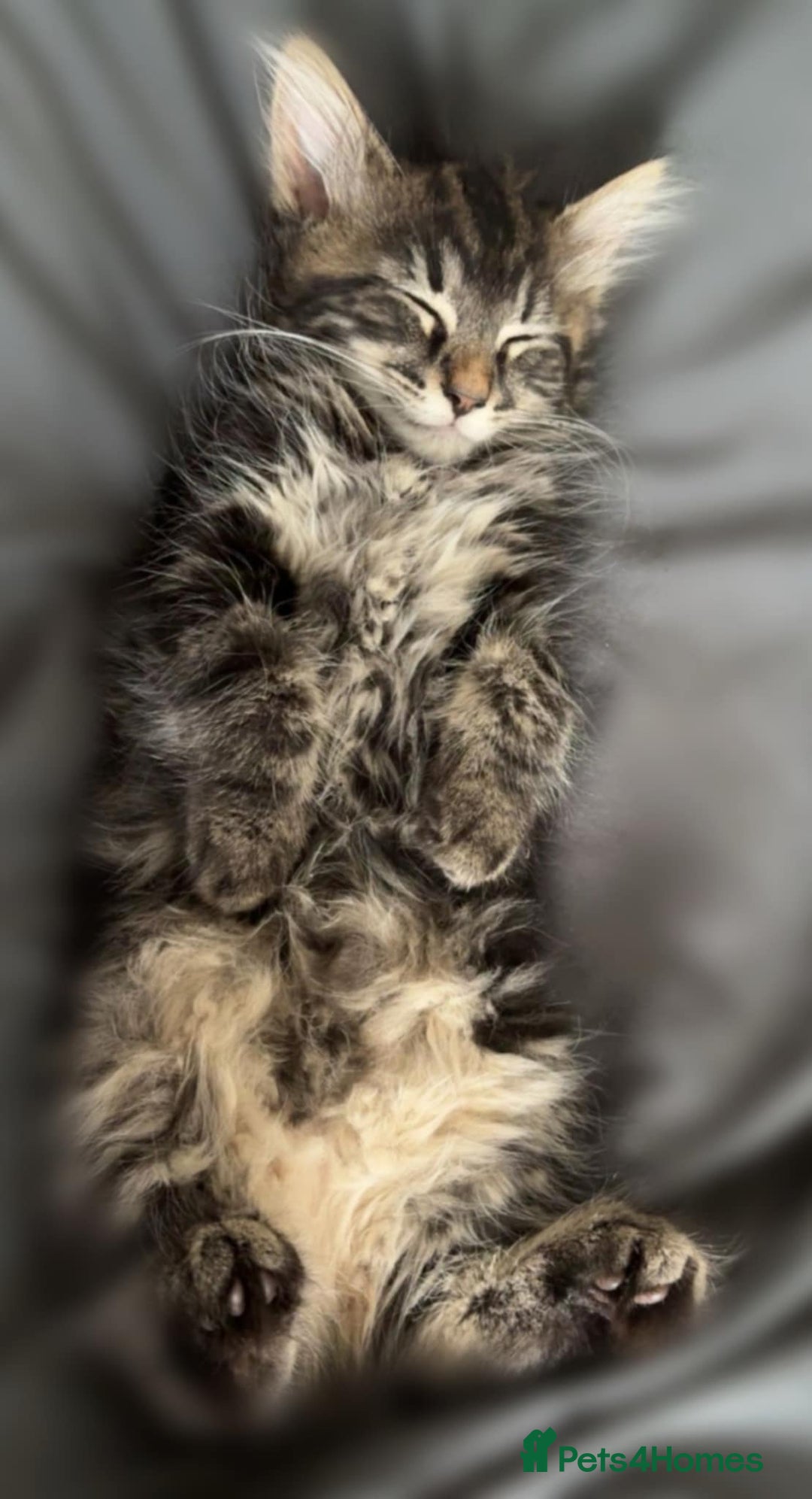 Maine Coon cats for sale: Small female maine coon cross - Advert 4