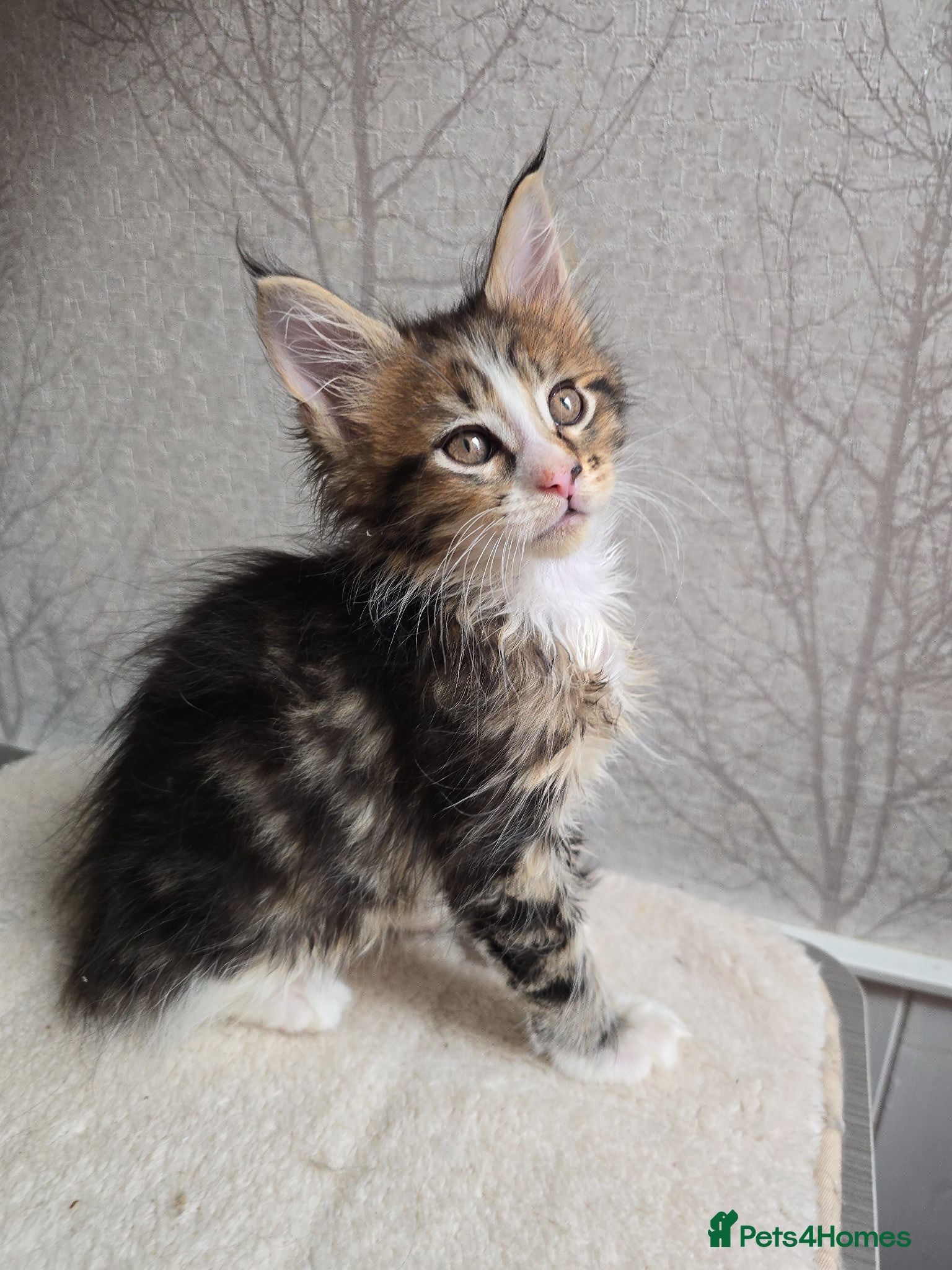 Maine Coon cats Beautiful Maine Coon Kittens Amazing Lines - Advert 2