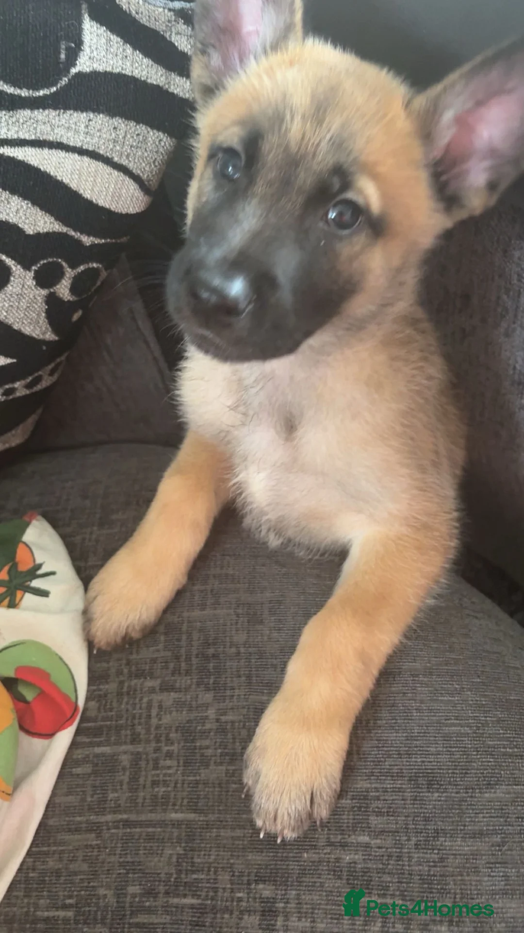 Mixed Breed dogs for sale: Belgium malanois - Advert 2