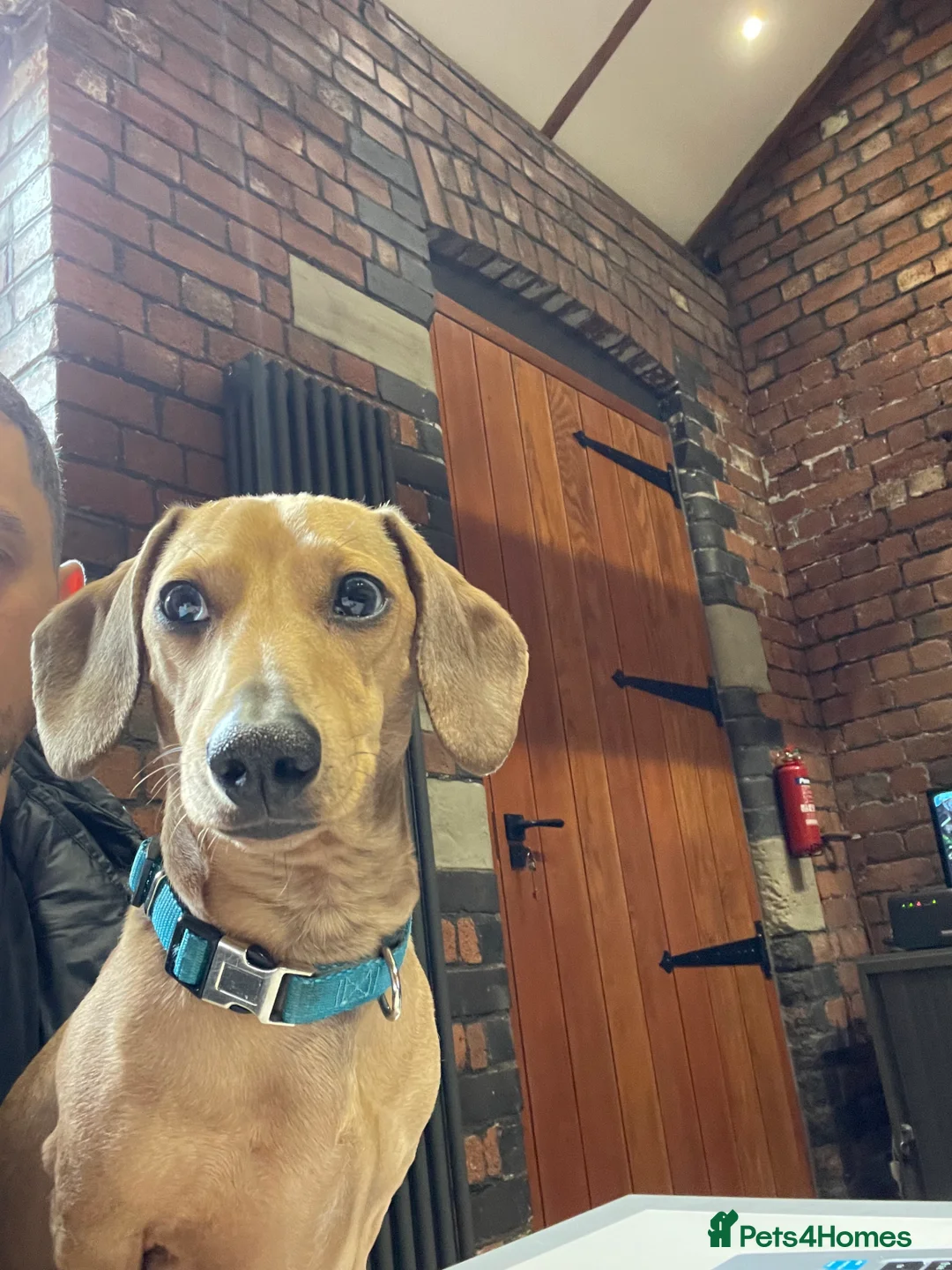 Miniature Dachshund dogs for stud: KC Reg Red Dapple Miniature Daschund Stud in Sheffield - Advert 6