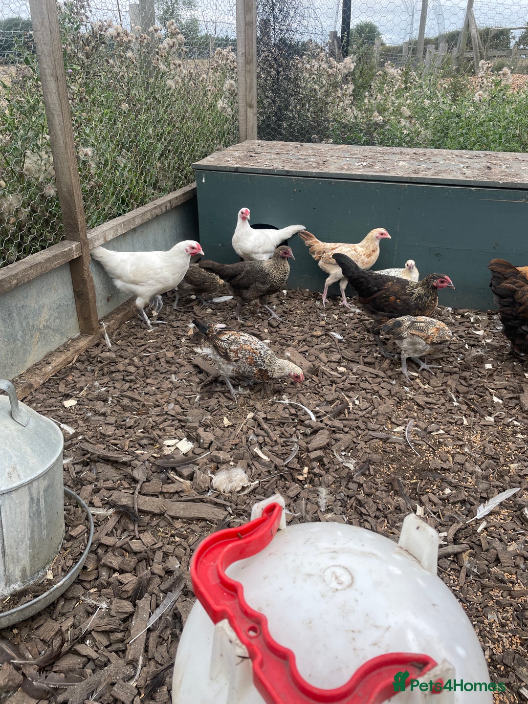Chickens poultry for sale: Mixed breed point of lay hens/cockerels - Image 2