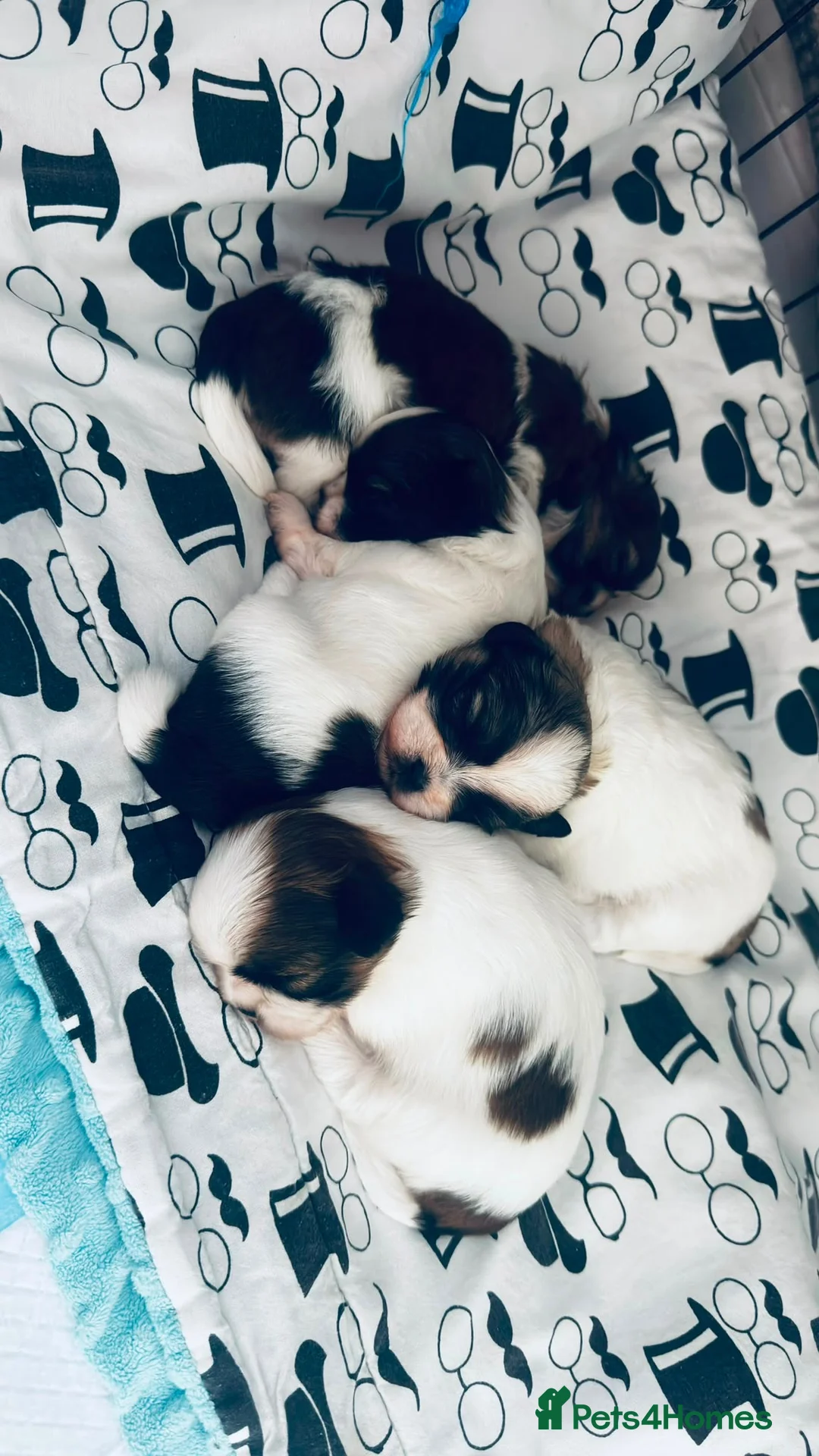 Shih Tzu dogs for sale: 🐾 Beautiful Pure Shih Tzu Puppies Ready Soon 🐾 - Advert 11