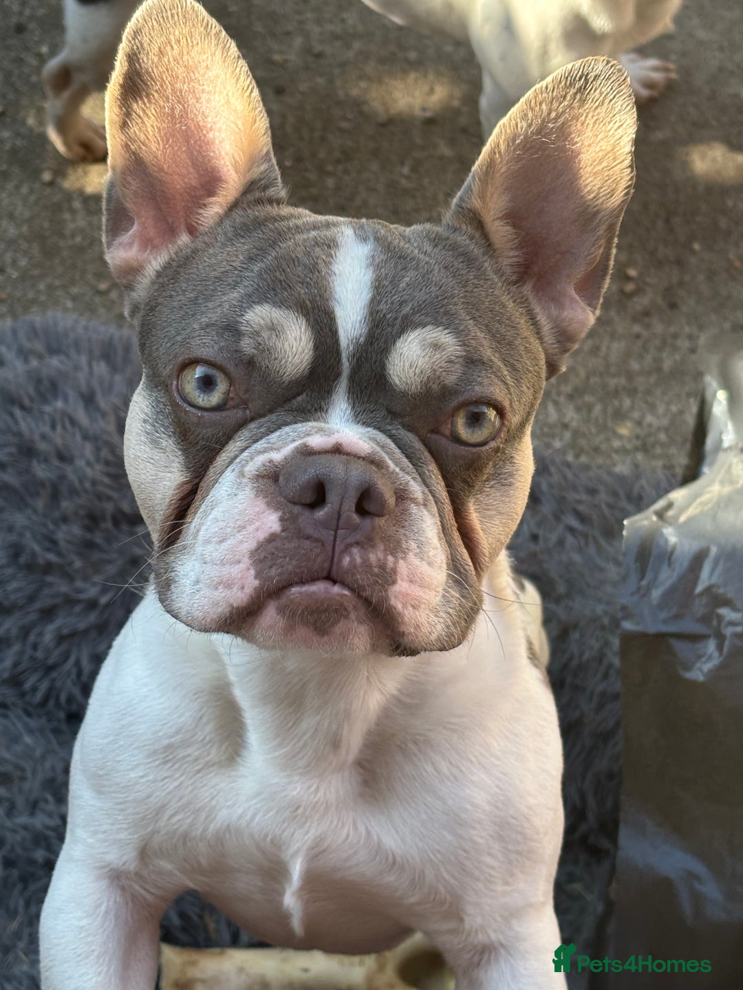 French Bulldog dogs for sale: Still looking for a new home RFG health tested boy - Image 15