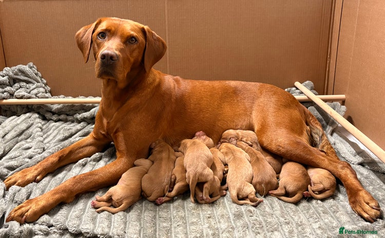Labrador Retriever dogs - Advert 2