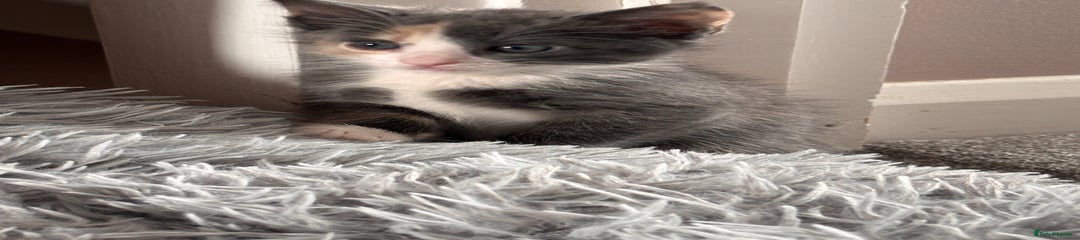 Domestic Shorthair Kitten 2