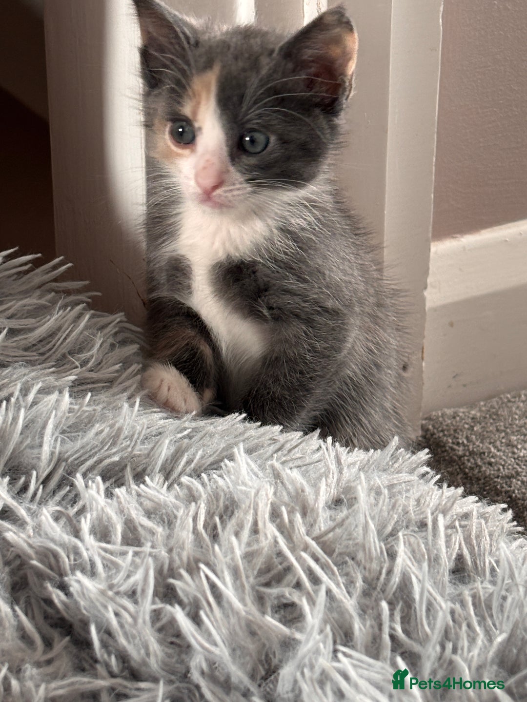 Domestic Shorthair cats for sale: Beautiful kittens.  - Image 3