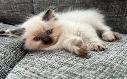 Siberian cats for sale: 🩵🩵Stunning Siberian Neva Masquerade Babies🩵🩵 - Image 8