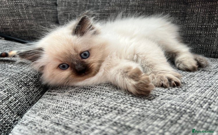 Siberian cats - Advert 2