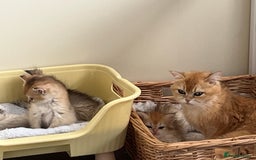British Longhair cats for sale: Rare Colour Blue Golden, Female ready NOW - Image 5