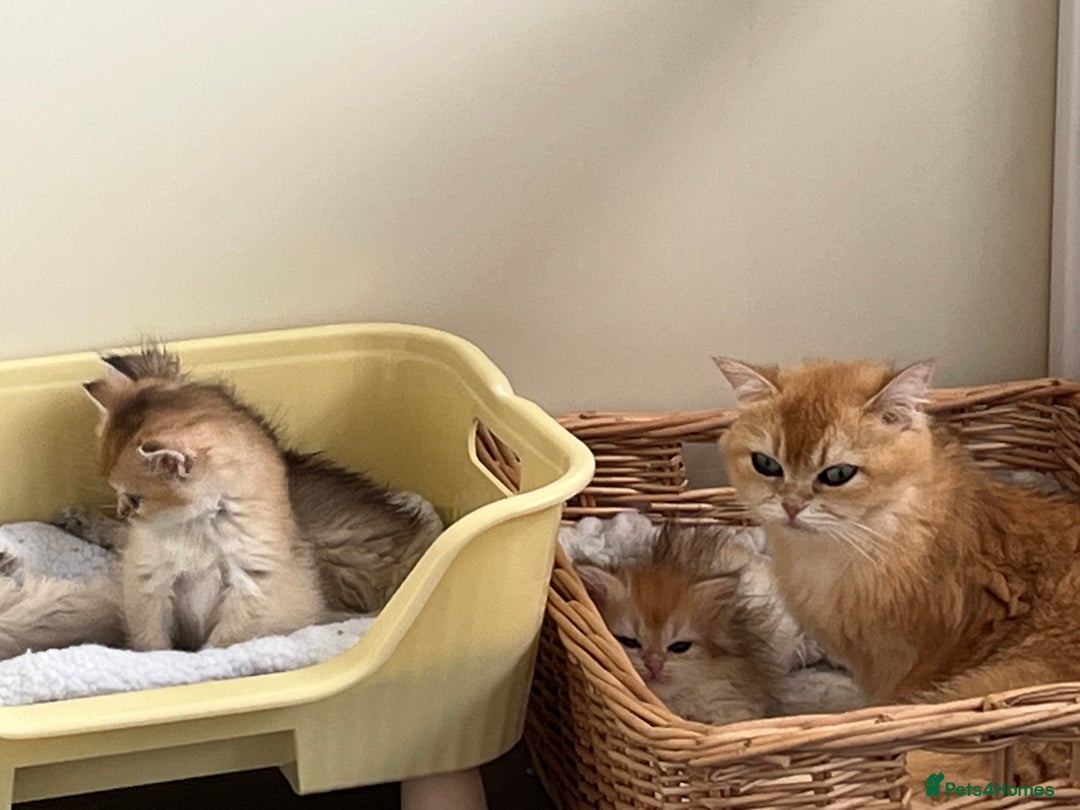 British Longhair cats for sale: Rare Colour Blue Golden, Female ready NOW - Image 5
