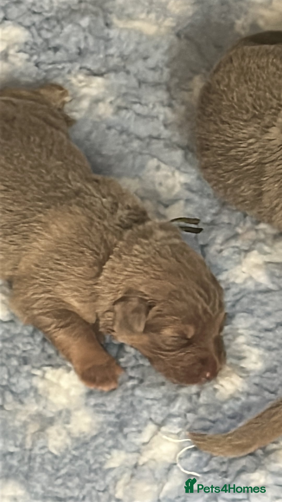 German Shepherd dogs for sale: German Shepherd puppies health tested  - Image 7