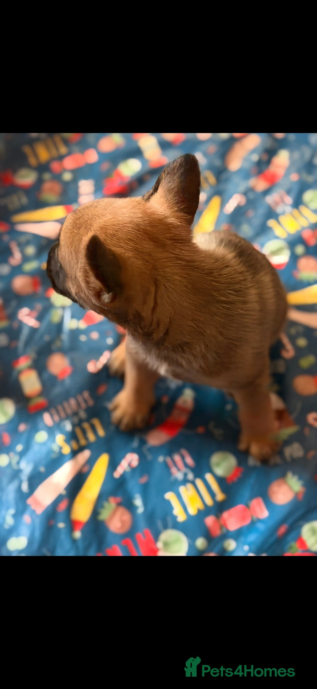 Mixed Breed dogs for sale: French Bulldog/German Shep Beautiful Pups Rare - Advert 3