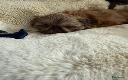Shih Tzu dogs for sale: 4 imperial shih Tzu beautiful boys  - Image 23