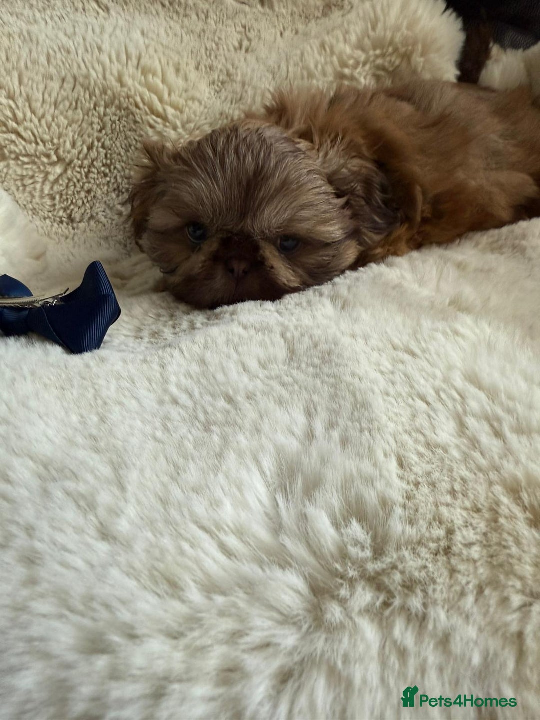 Shih Tzu dogs for sale: 4 imperial shih Tzu beautiful boys  - Image 23