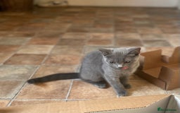 Russian Blue cats for sale: Russian blue British shorthair kittens - Image 10