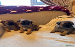 Border Terrier dogs for sale: Border terrier puppies for sale  - Image 25
