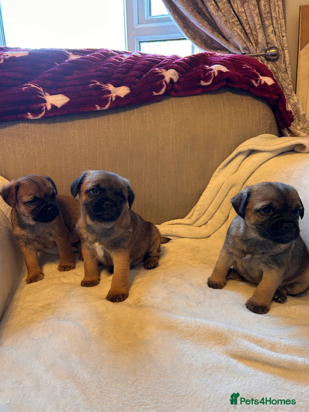 Border Terrier dogs for sale: Border terrier puppies for sale  - Image 25