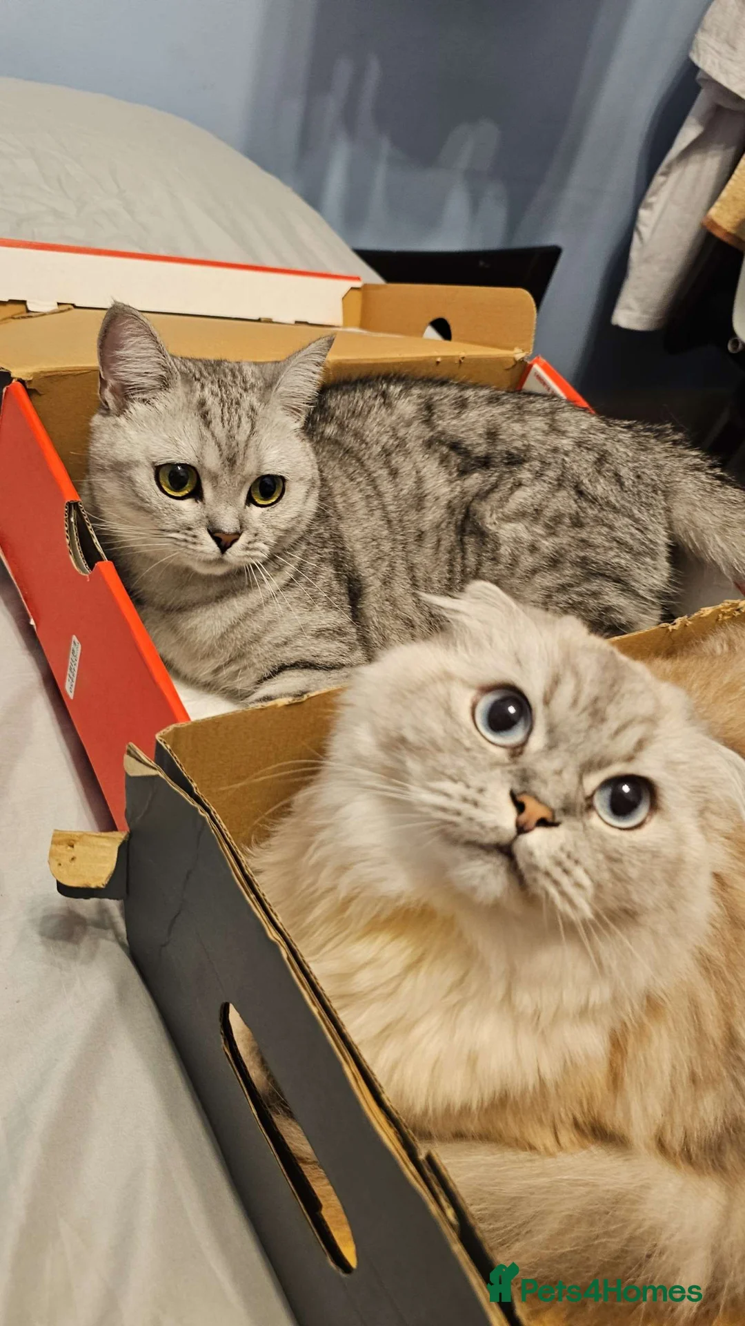 Scottish Fold cats for sale: Scottish fold and British shorthair  in London - Advert 1