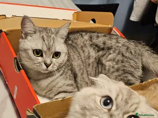 Scottish Fold cats Scottish fold and British shorthair - Advert 1