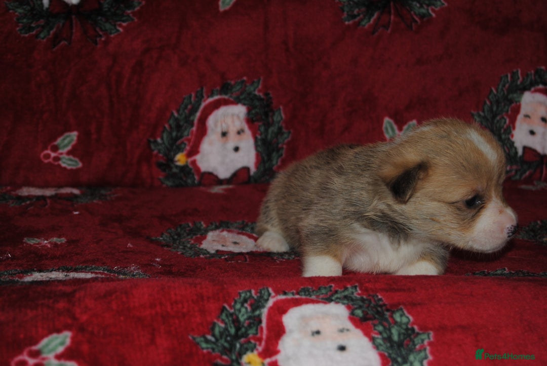 Welsh Corgi Pembroke dogs for sale: Welsh Pembroke Corgi Puppies - Girls Available - Advert 18