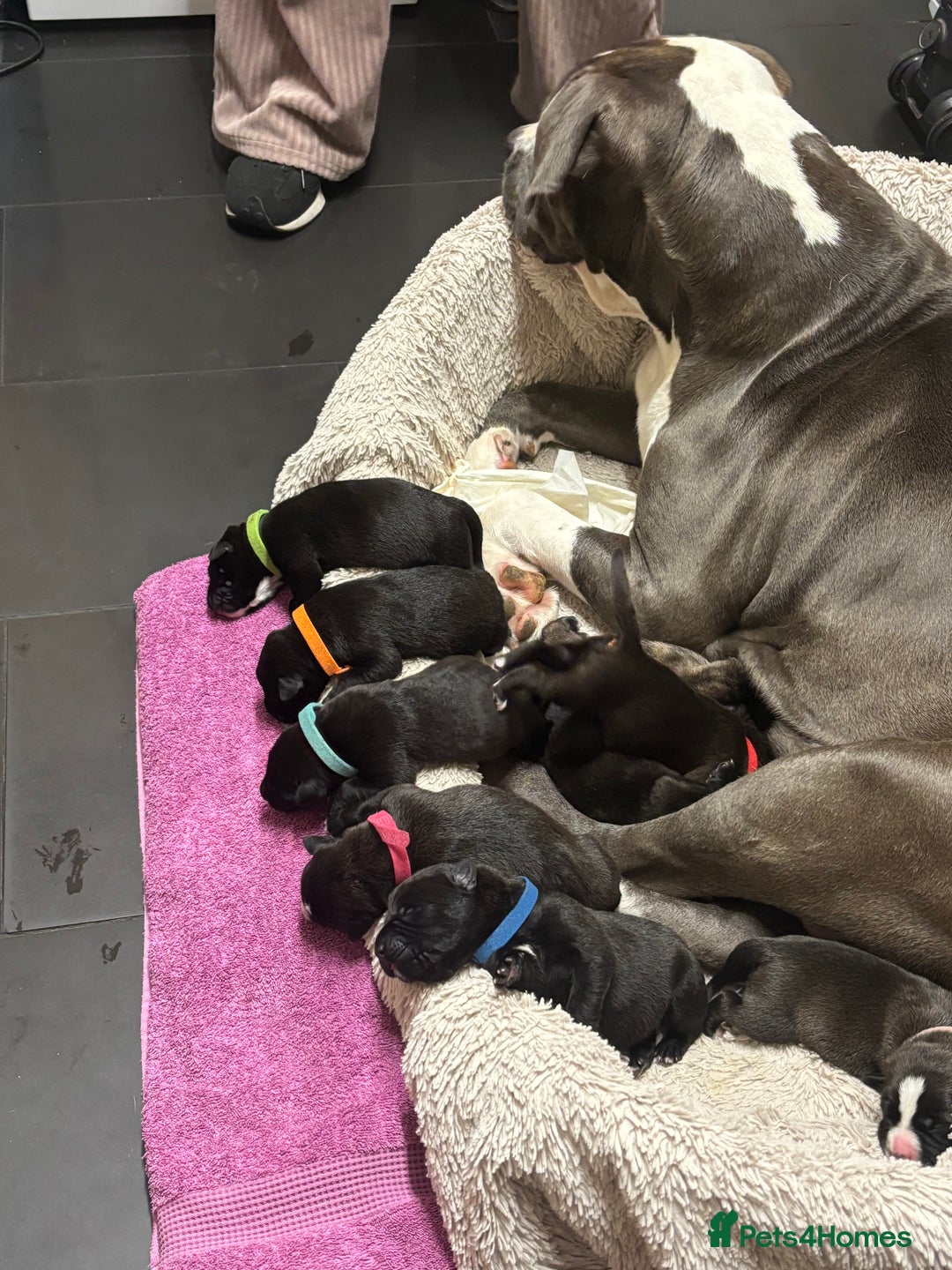 Mixed Breed dogs for sale: Bull herders  - Advert 2