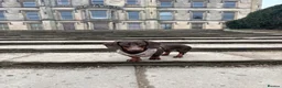 Dachshund dogs for sale: Miniature Dachshunds  in Derby - Advert 2