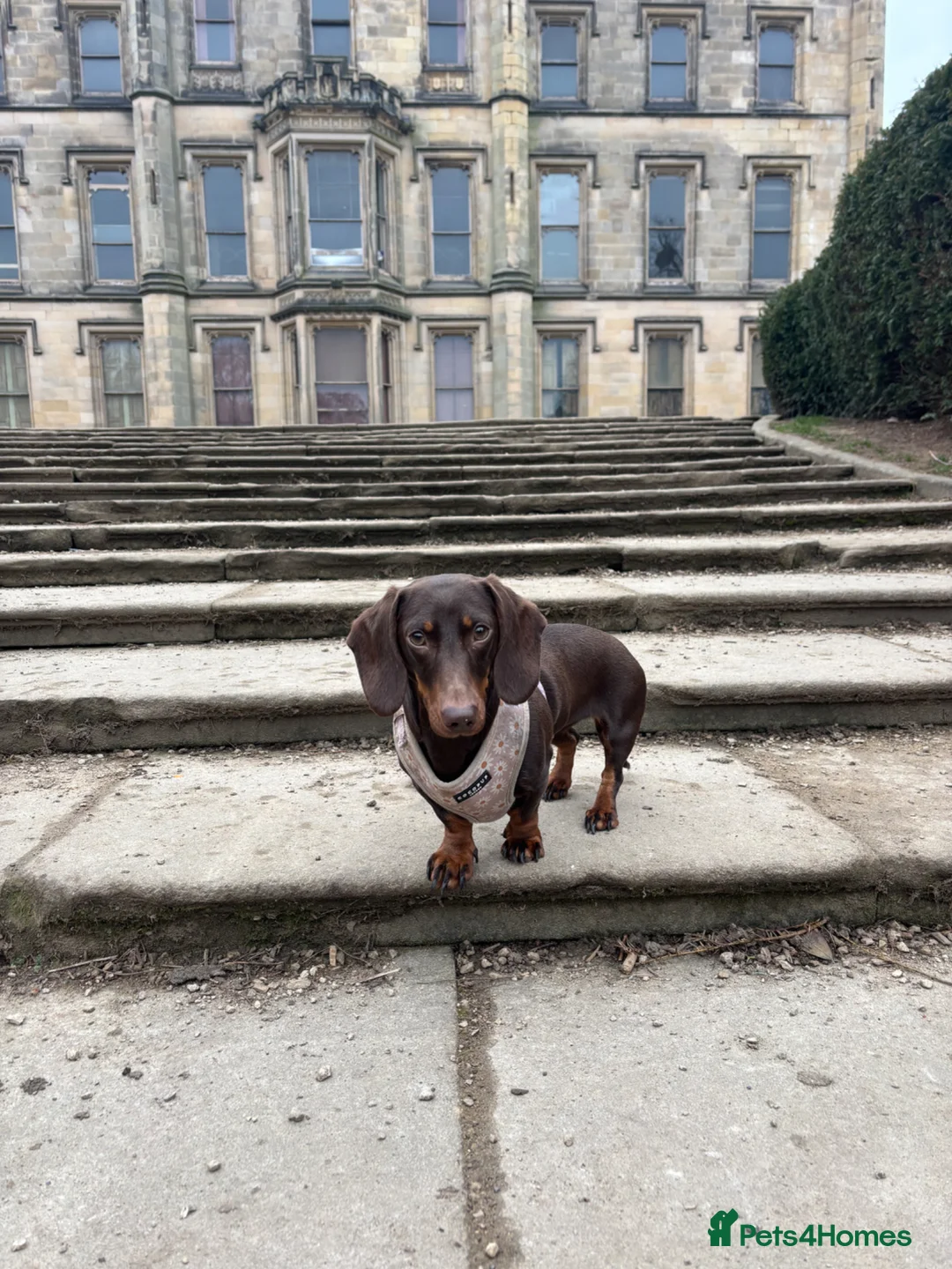 Dachshund dogs for sale: Miniature Dachshunds  in Derby - Advert 2