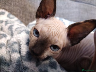 Sphynx cats for sale - Advert 1
