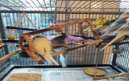 Budgerigars birds for sale: Beautiful baby budgies lovely colours  - Image 12