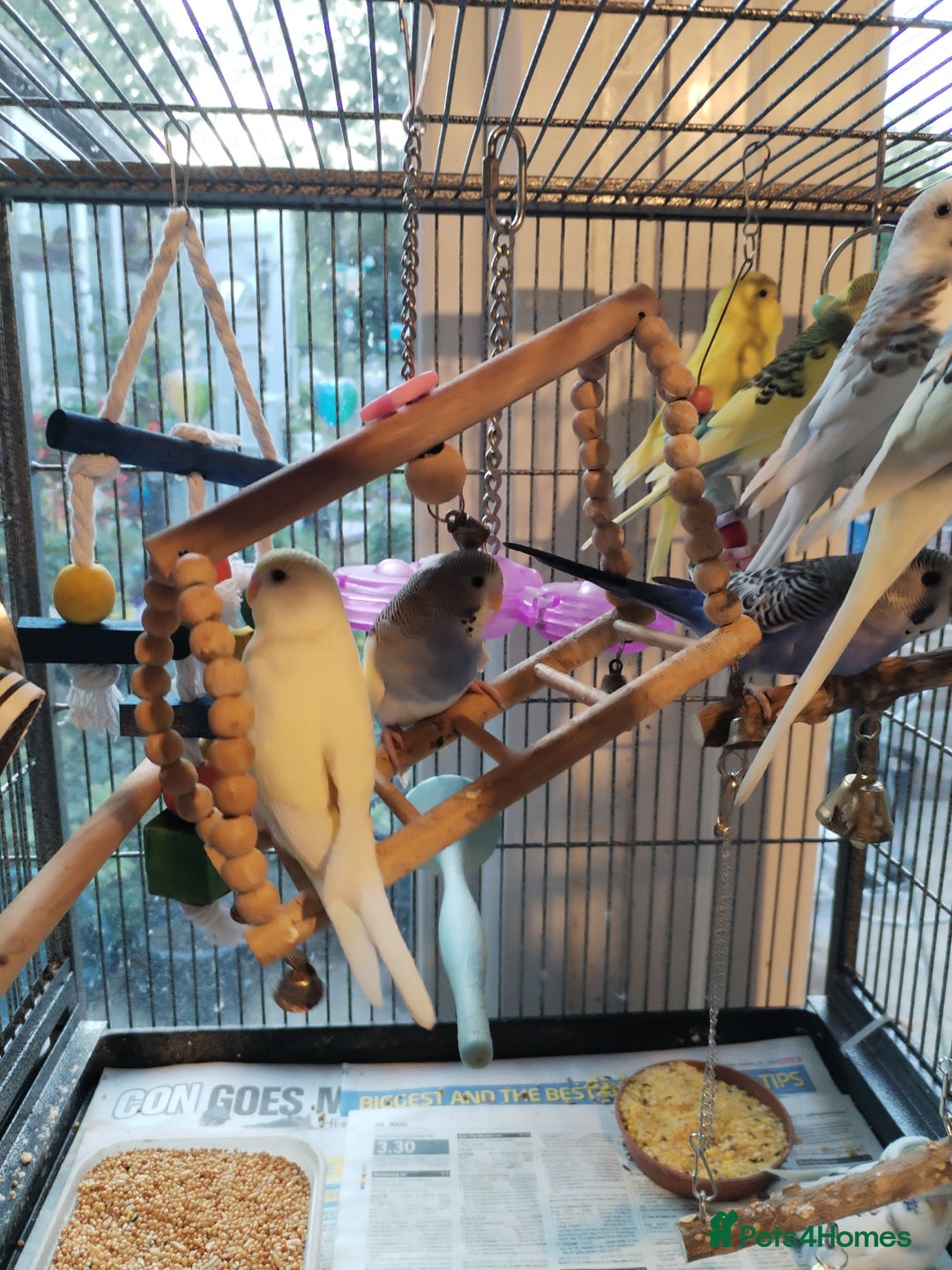 Budgerigars birds for sale: Beautiful baby budgies lovely colours  - Image 12