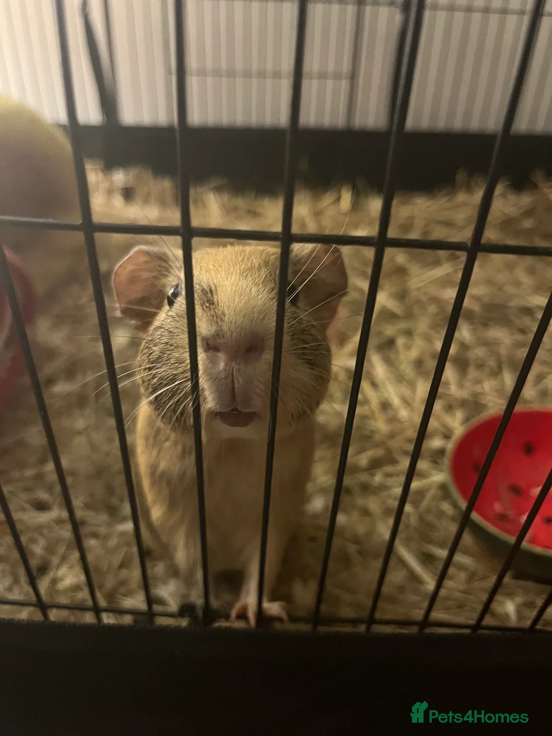 Guinea Pig rodents for sale: Female guinea pig  - Advert 1
