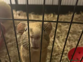 Guinea Pig rodents Female guinea pig - Advert 1